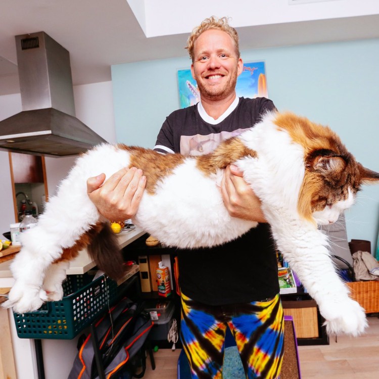 Мейн кун Самсон