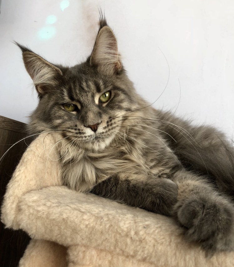 Мейн кун взрослый