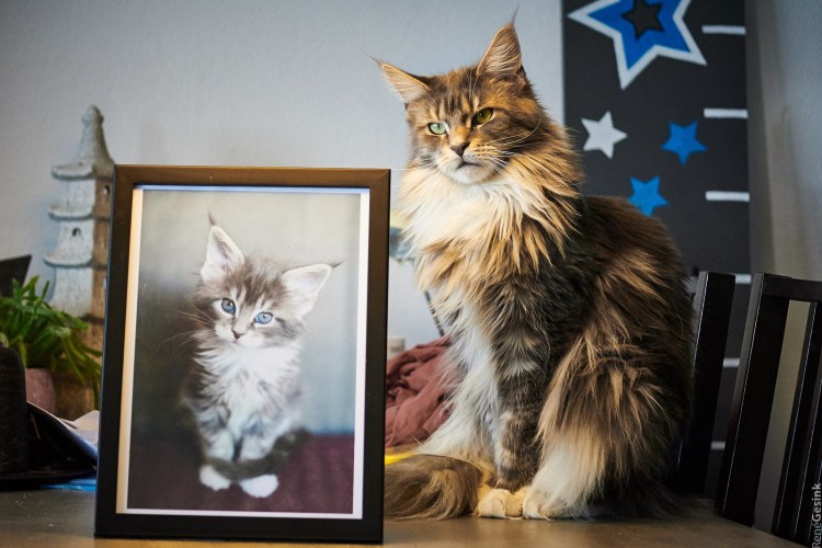 Мейн кун Размеры