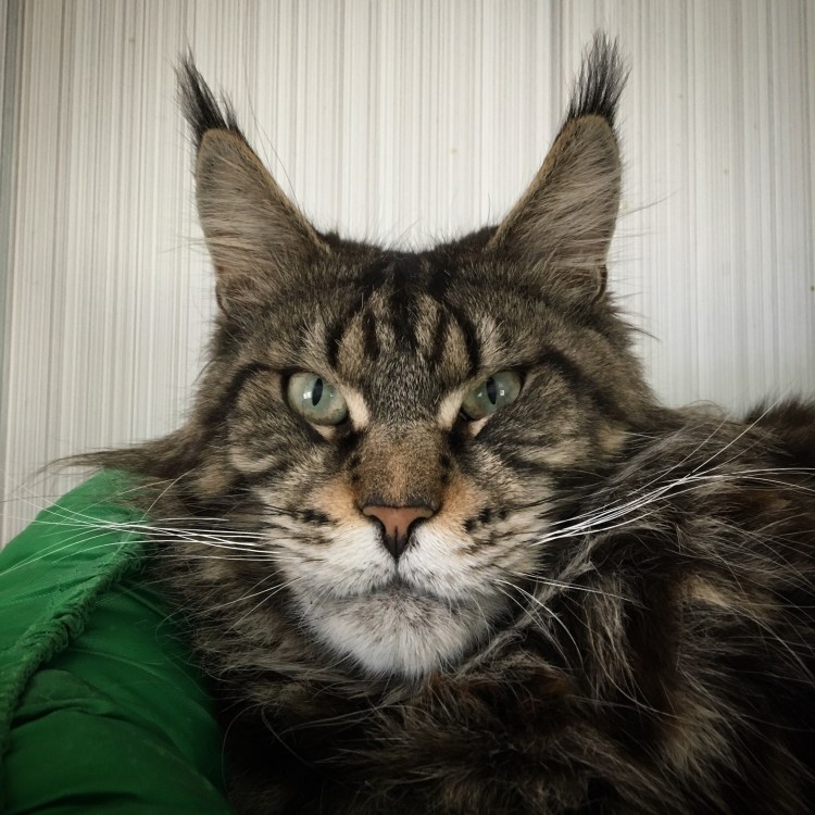 Большой кот Мейн кун