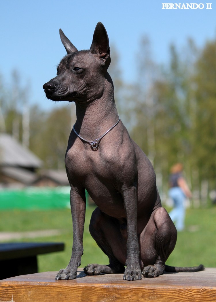 Порода ксоло мини