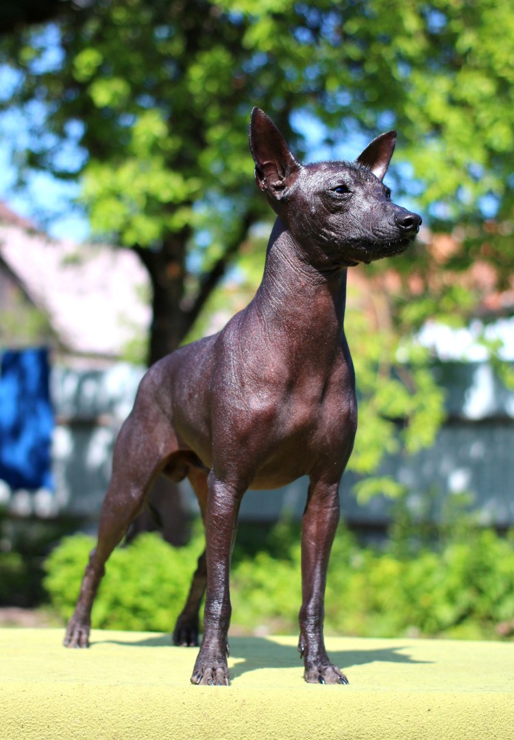 Мексиканская ксолоитцкуинтли