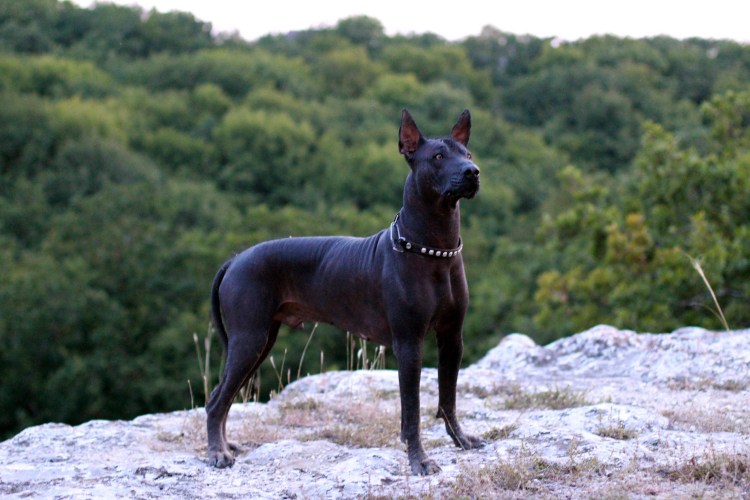 Мексиканский ксоло