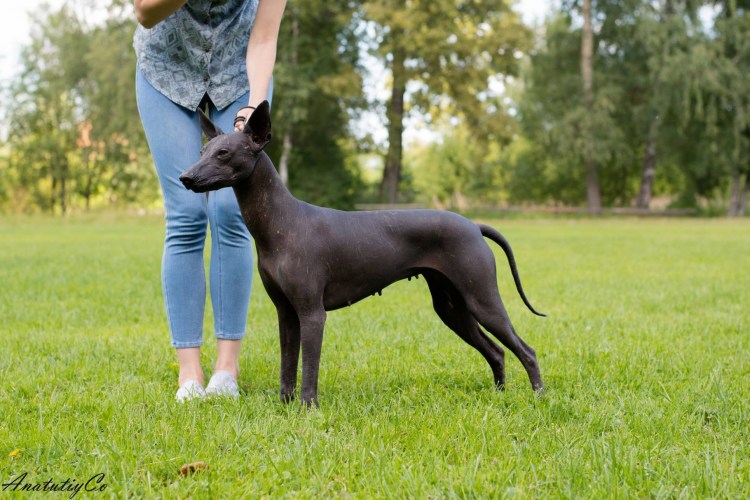 Ксолоитцкуинтли FCI