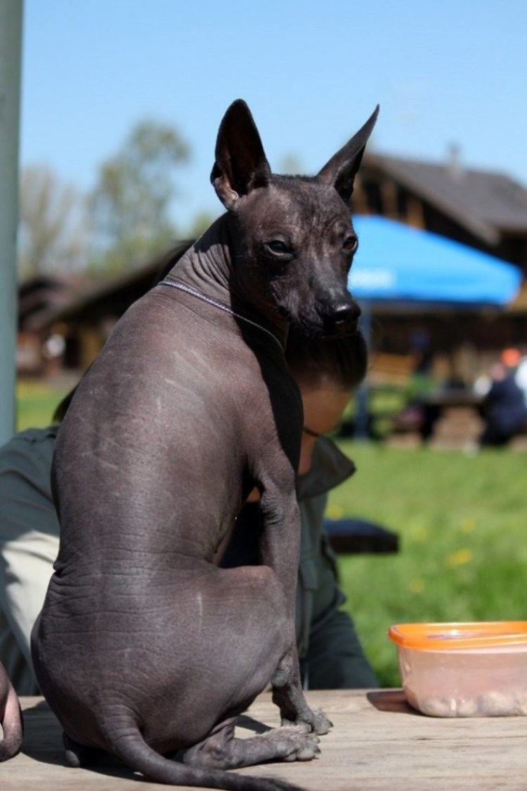 Ксоло собака