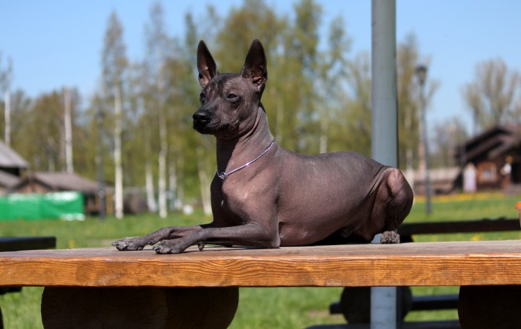 Мексиканская порода собак ксолоитцкуинтли