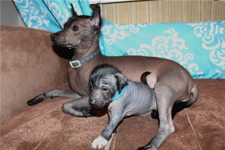 Ксолоитцкуинтли не купированые