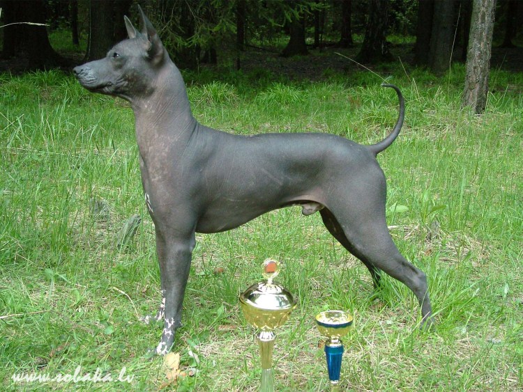 Мексиканская дворняга