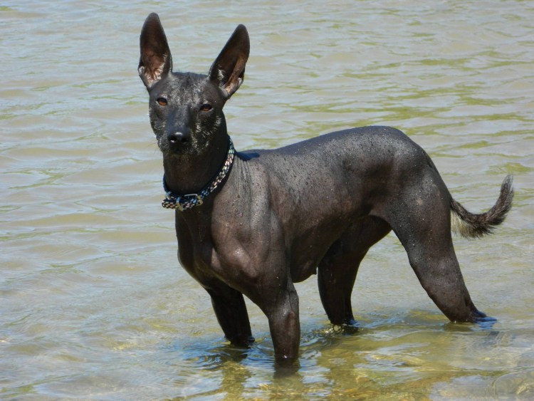 Ксолоитцкуинтли стандарт