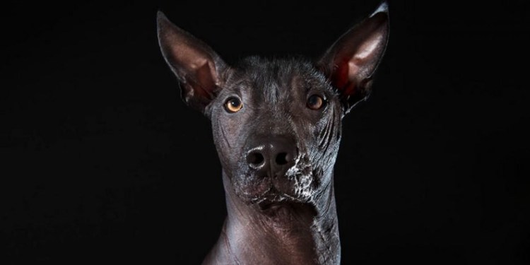 Собака ксолоитцкуинтли