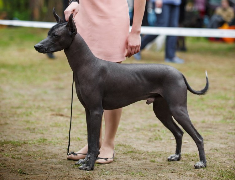 Ксолоитцкуинтли стандарт