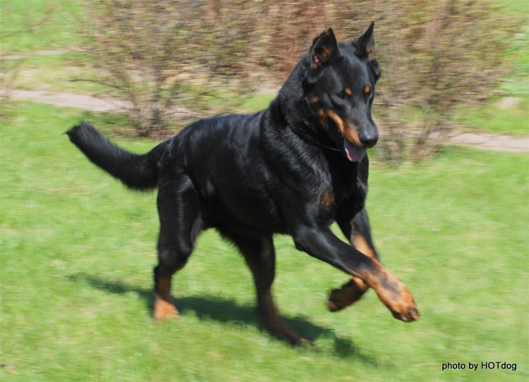 Овчарка Босерон