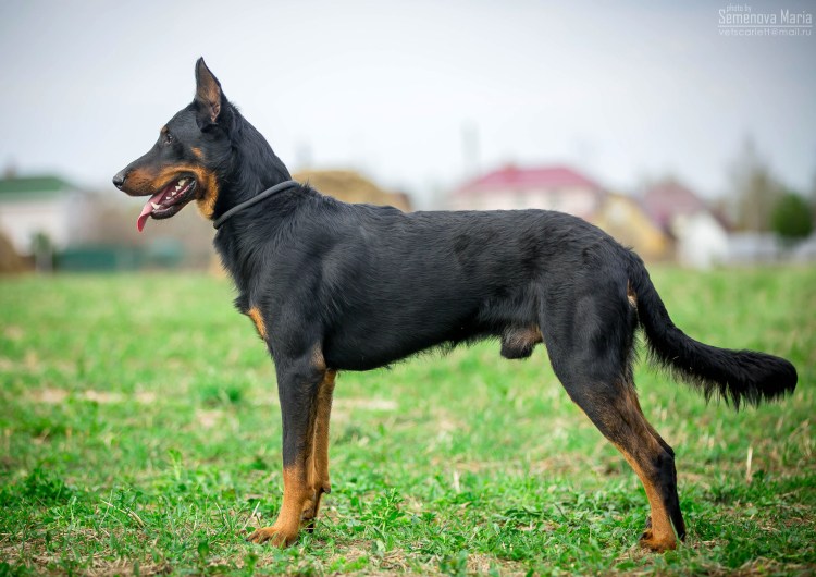Метис добермана и овчарки