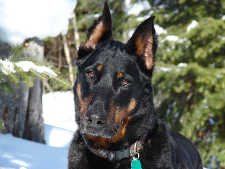 Босерон Арлекин