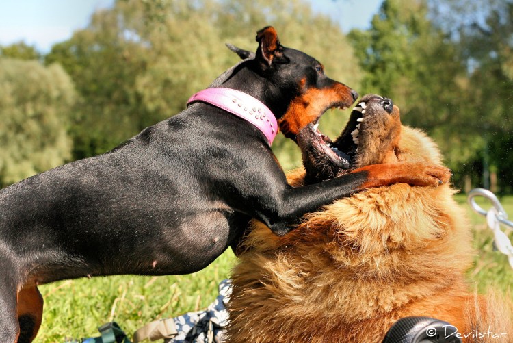 Босерон метис