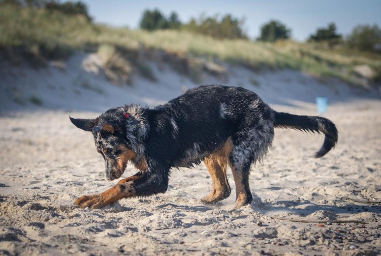 Доберман и Босерон