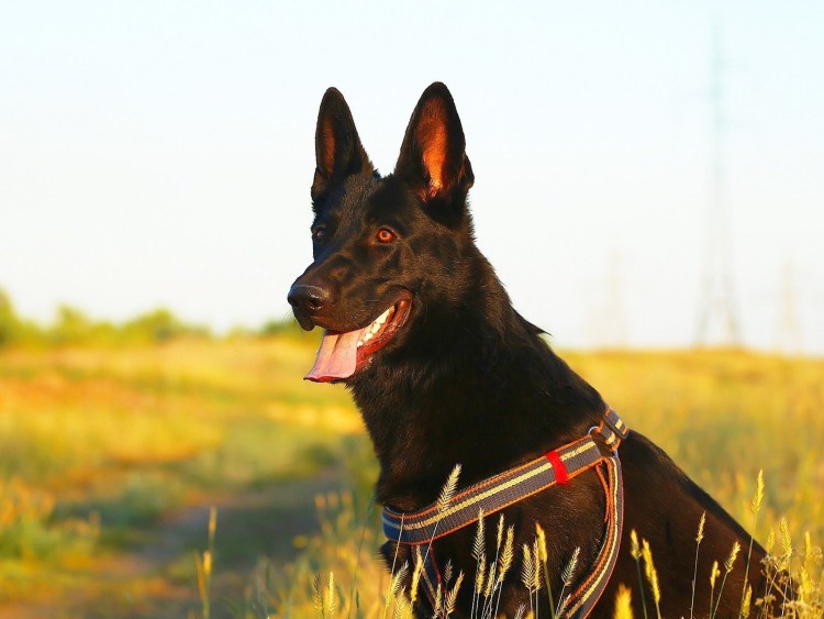 Метис добермана и овчарки