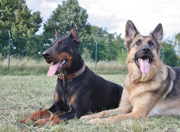 Босерон Альфа Сагиттариус