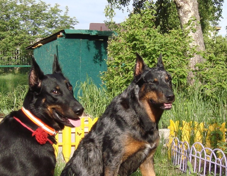 Французская овчарка Босерон