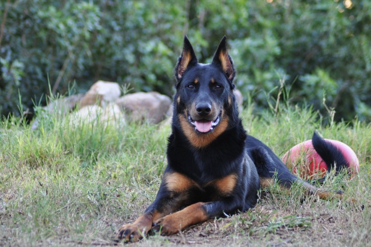 Порода Босерон Босерон порода