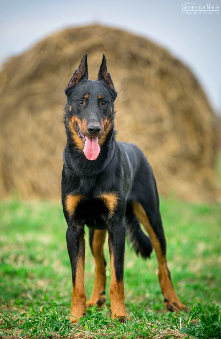 Босерон Мерле