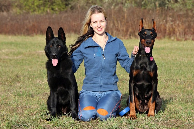 Французская овчарка Босерон