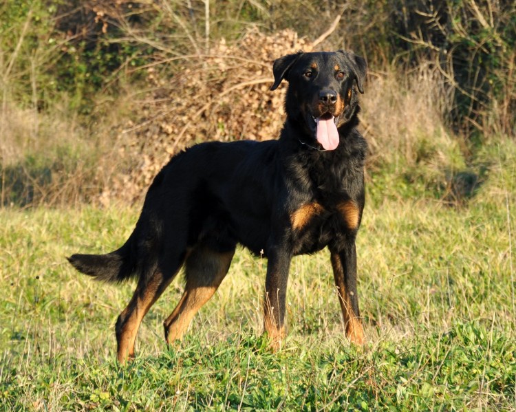 Французская овчарка Босерон Арлекин