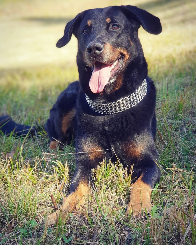 Французская овчарка Босерон