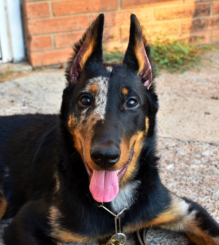 Босерон Эстетика