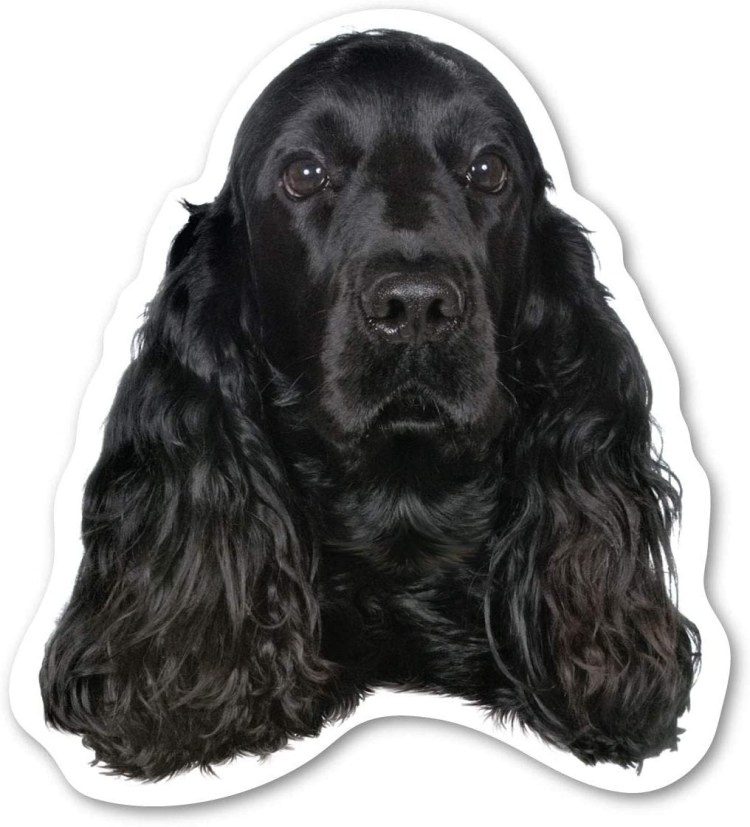 Шотландский кокер спаниель