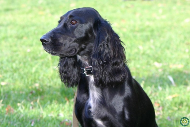 Русский кокер спаниель черный