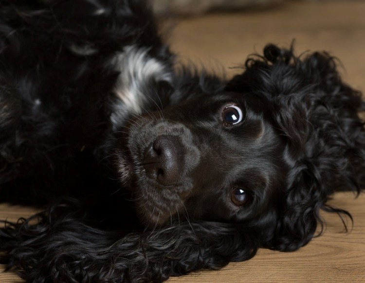 Русский кокер спаниель