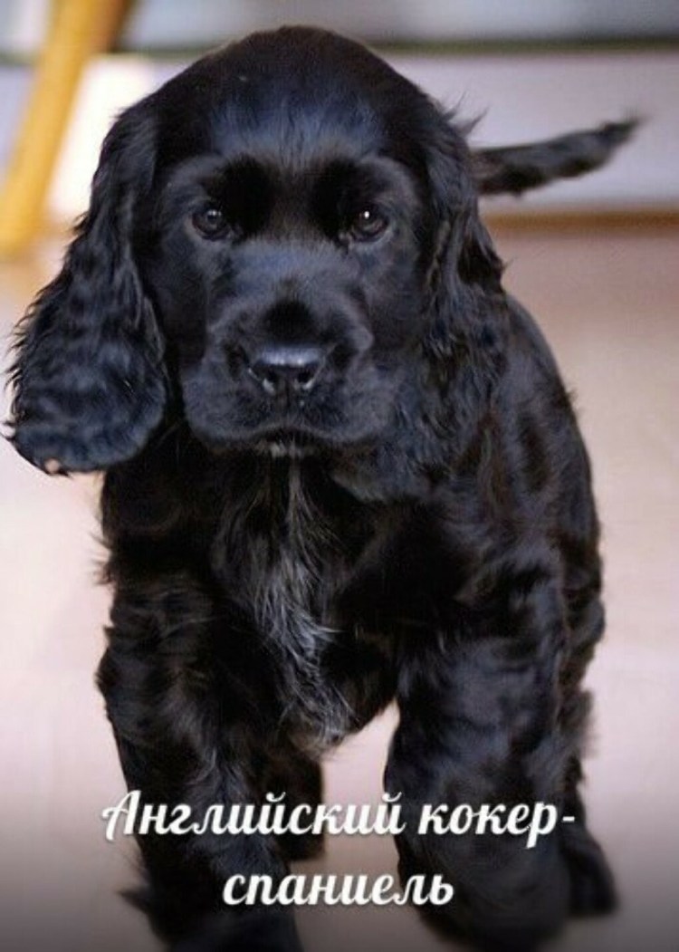 Кокер спаниель гладкошерстный