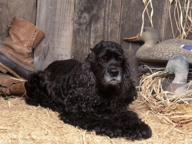 Британский кокер спаниель