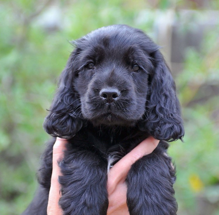 Английский кокер спаниель черный