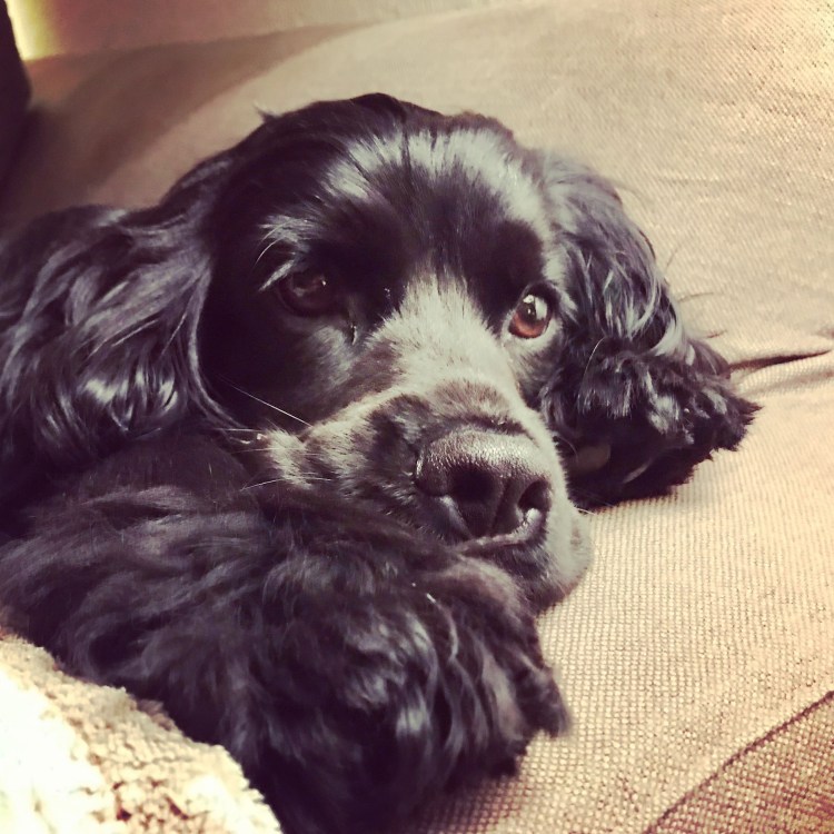 Русский кокер спаниель