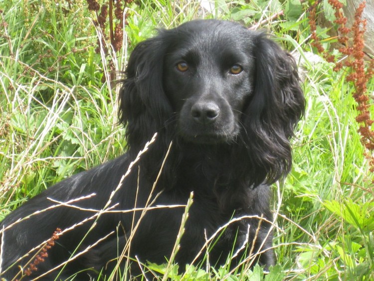 Кокер спаниель черный