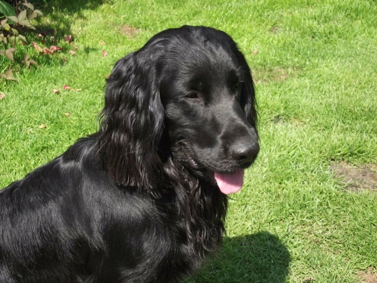 Русский кокер спаниель черный