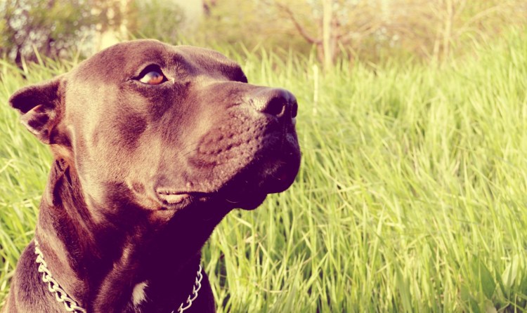 Чёрный питбуль для вязки