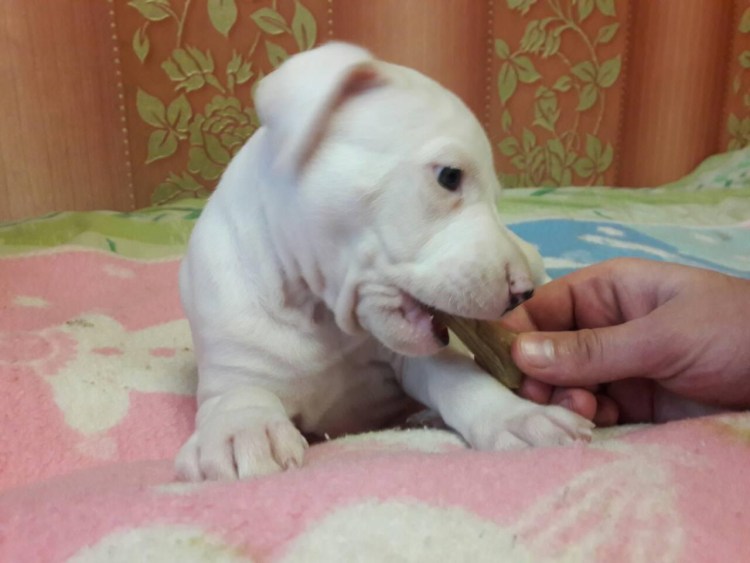 Беременные були собаки