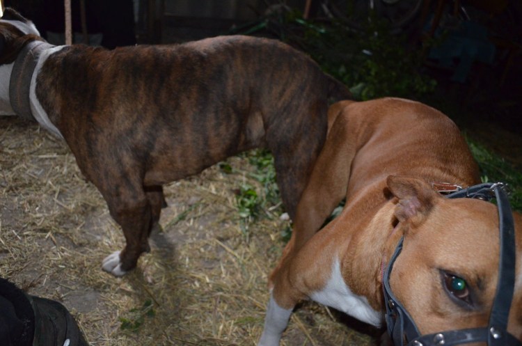 Мускулистая спина собаки