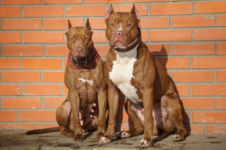 Питбуль кобель вязка