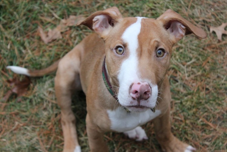 Кубинский питбуль