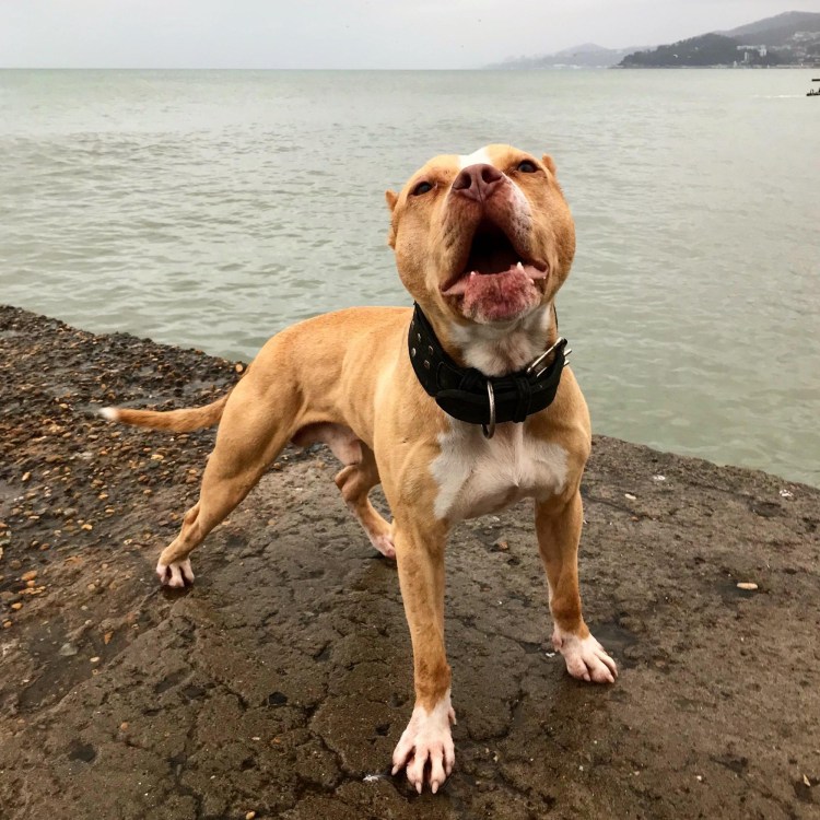 Булли и такса смесь собака