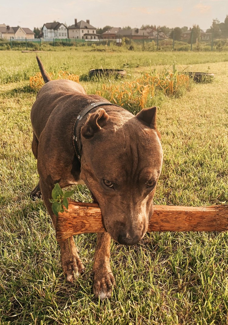 Стаффордширский терьер вязка