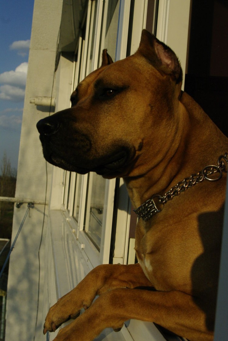 Американский стаффордширский терьер серый