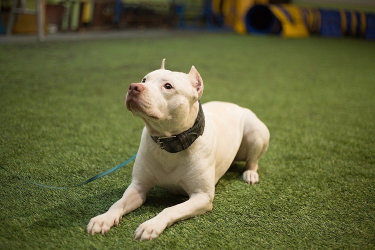 Палевый стаффордширский терьер