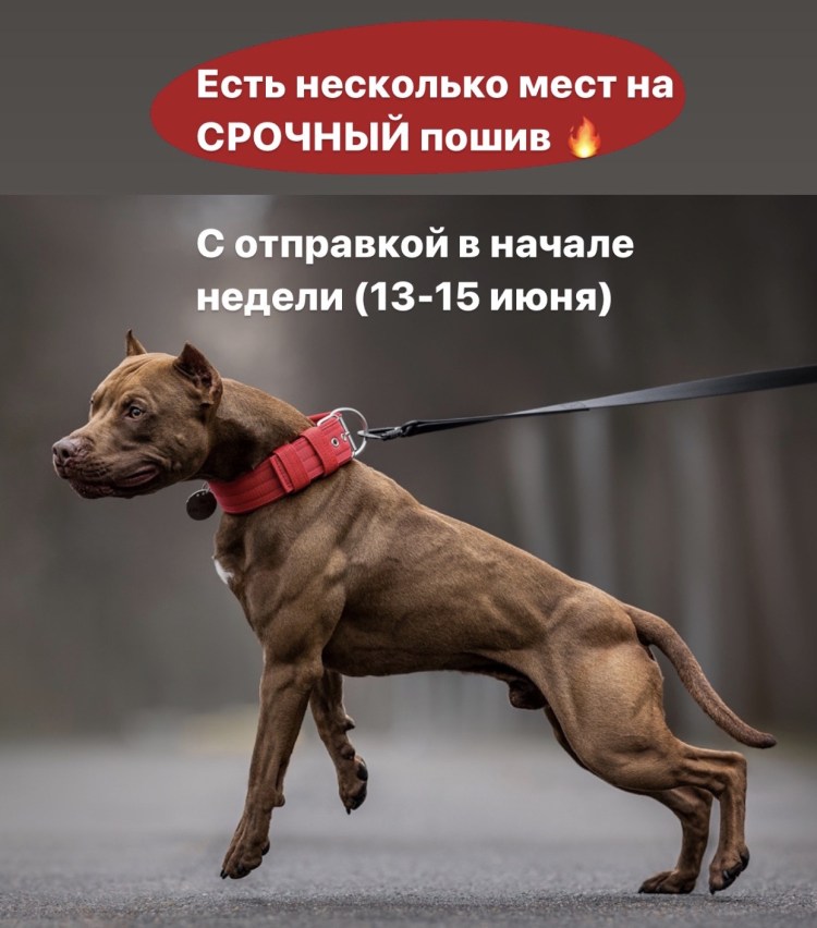 Вязка питбультерьеров