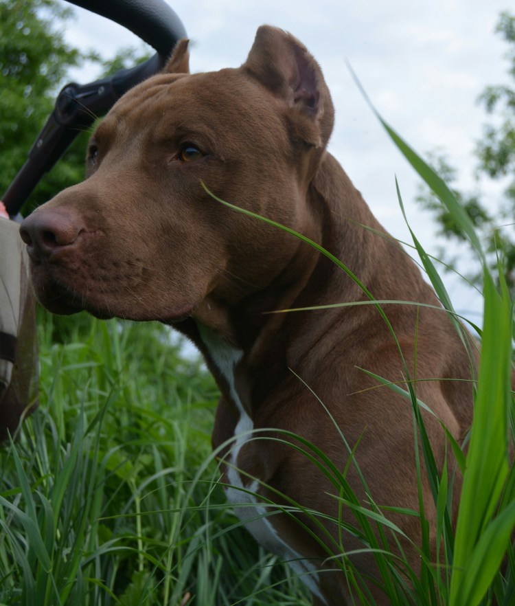 Питбуль шоколадный кобель