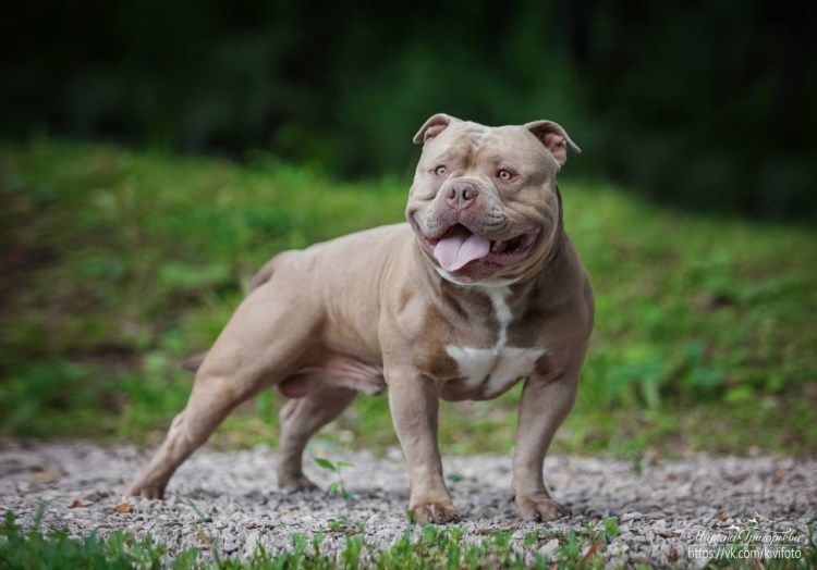 Американский питбультерьер